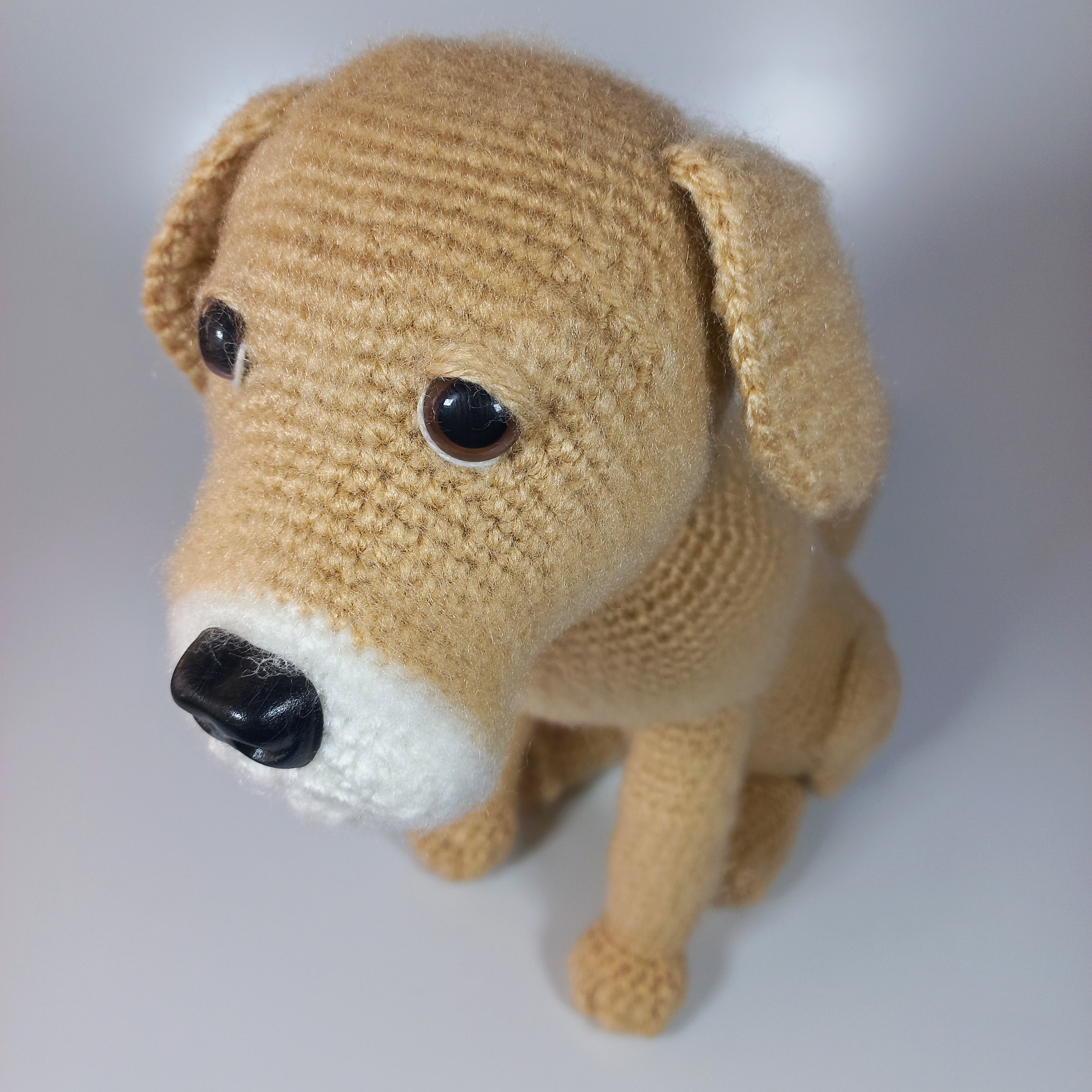 Perro Labrador Adulto